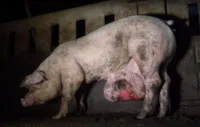 Porcos com deformidades e maus-tratos