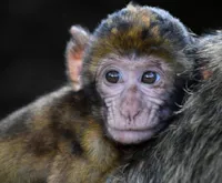 Febre Amarela em Cachorros: O que Saber