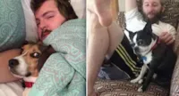 Cães encantadores que vão conquistar seu amor