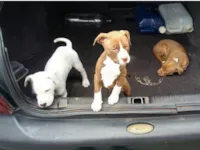 Filhotes de cachorro vítimas de maus-tratos