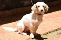Mulher presa por maltratar cachorro