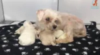 Luisa Mell e a luta por guarda de cães