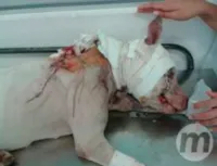 Donos violentos e o cuidado com os cães