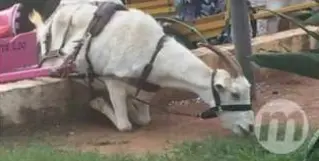 Foto de bode tentando alcançar grama para comer causa indignação.