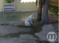 Cadela proibida de amamentar filhotes