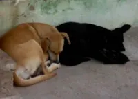 Vida de Animais Abandonados