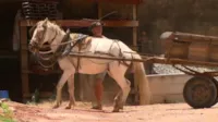 Cavalos em Maus-Tratos no DF