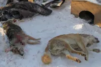 Morte de animais na Rússia: um alerta