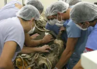 Veterinários tratam touro ferido em SP