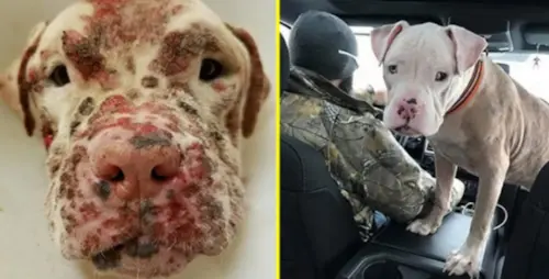 Atacado por abelhas e abandonado pelos donos, cãozinho surdo procura por um recomeço.