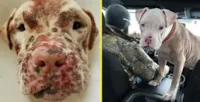 Cachorrinho Surdo Procura Adoção