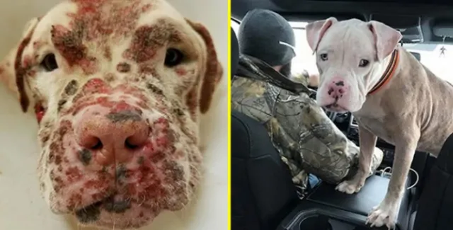 Atacado por abelhas e abandonado pelos donos, cãozinho surdo procura por um recomeço.