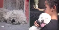 Adoção de Cão Sem Teto