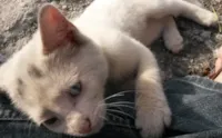 ELA FOI DE GATINHA DE RUA QUE RECEBIA COMIDA À GATINHA DE CASA QUE RECEBE AMOR.