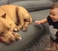 Menino e seu Pit Bull dormindo