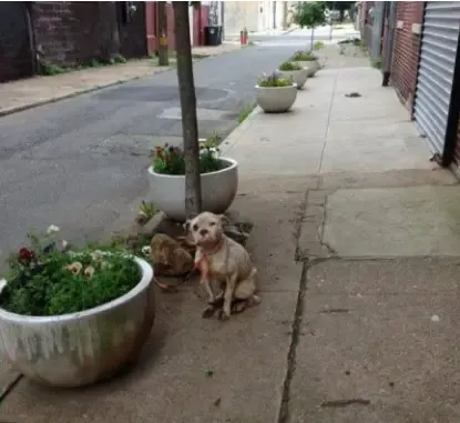 Homem encontra cão amarrado a árvore- então ele decide dar lição a seus antigos donos.