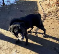 Cachorro que passou 15 anos preso em uma corrente é resgatado e ganha um lar