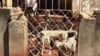 Dezenove pit bulls são resgatados por suspeita de maus-tratos em Goiânia