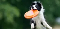 Cachorros: Descubra a Raça Alemã