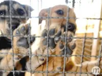 Prefeitura anuncia UPA-PET e castração animal