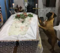 Cadela emociona familiares em velório