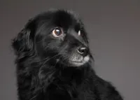 Discriminação de Animais Escuros
