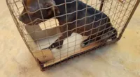Mulher multa por abandono de cachorro em MS