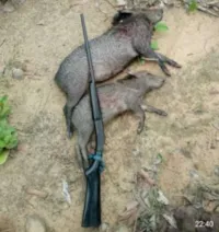 PF prende caçadores que exibiam animais na internet