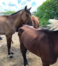 Apreensão de Animais em Maceió