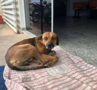Cachorro aguarda dono em hospital