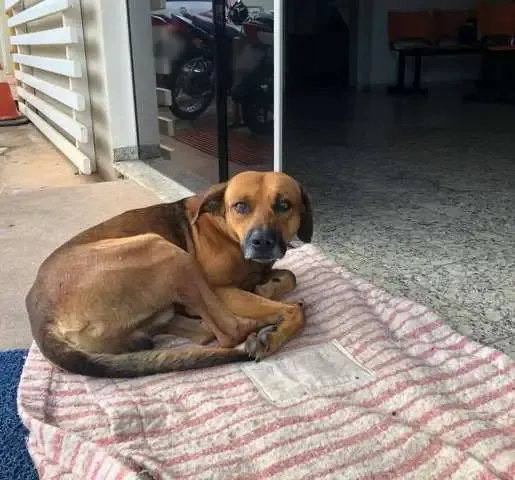 Cachorro espera há quatro meses na frente de hospital por dono que morreu.