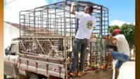 Morte de cães em Igaracy