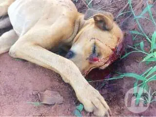 Cachorro é golpeado na cabeça por enxada e arrastado para mato por dono.