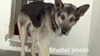Cão encontra novo lar