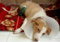 Pessoa doa pernas de cão em suporte veterinário