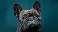Cachorro morre após voo da United Airlines