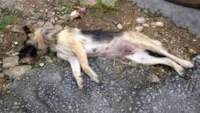 Cães abandonados no Dia Nacional dos Animais