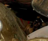 Cão sobrevive a desabamento