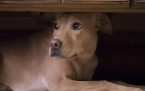 Mulher é denunciada após agredir cachorro com vassouradas.