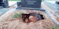 Cadela Cavando Cova: Heroísmo Animal