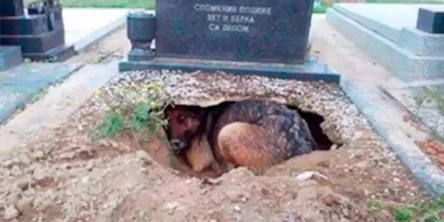 CADELA É VISTA CAVANDO COVA E NINGUÉM ENTENDE NADA ATÉ VER QUEM ELA ESTAVA TENTANDO SALVAR.