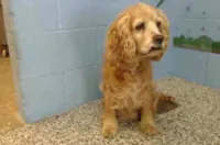 Abandono de cães: dor e esperança