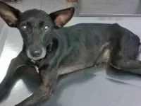 Vaquinha para cão com câncer no DF