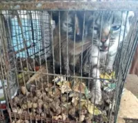 Mulher é presa por manter gatos, cachorros e galo presos em gaiolas.