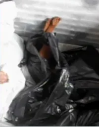 Investigação da morte de cães em Divinópolis