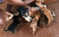Bombeiros resgatam filhotes de cachorro