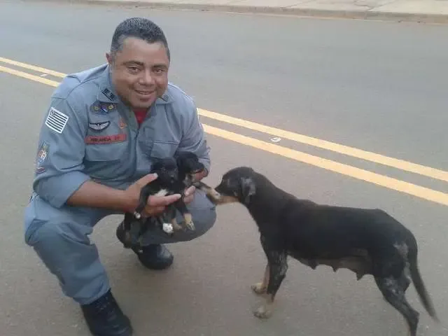 Cadela ‘agradece’ Corpo de Bombeiros após resgate de filhotes que caíram em bueiro.