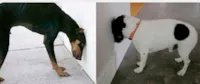 Quando seu gato fizer isso, aja rápido