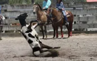 Crueldade e Tortura em Rodeios na Nova Zelândia