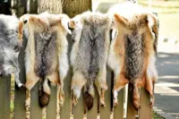 Artistas pedem proibição de pele animal